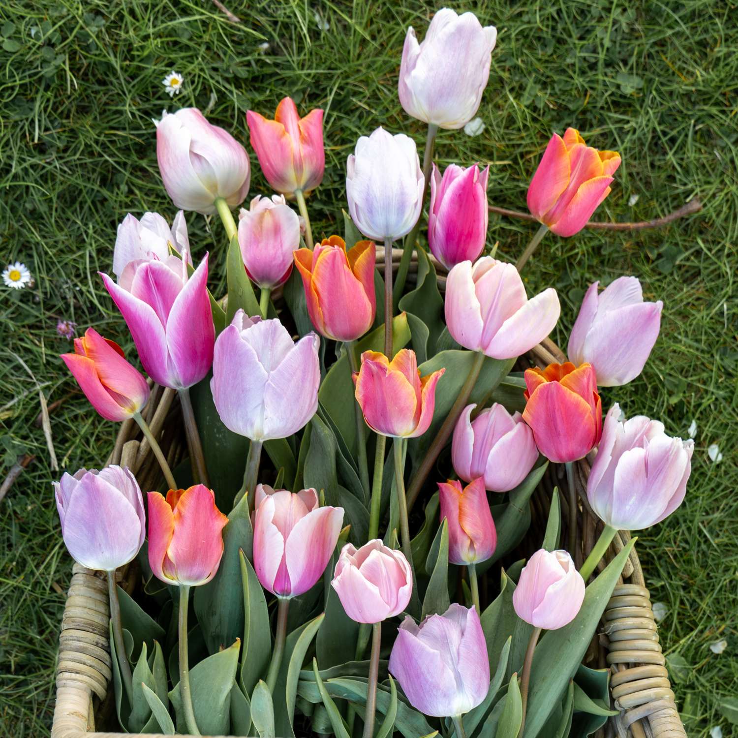 Tulipanblanding 'Fiji'
